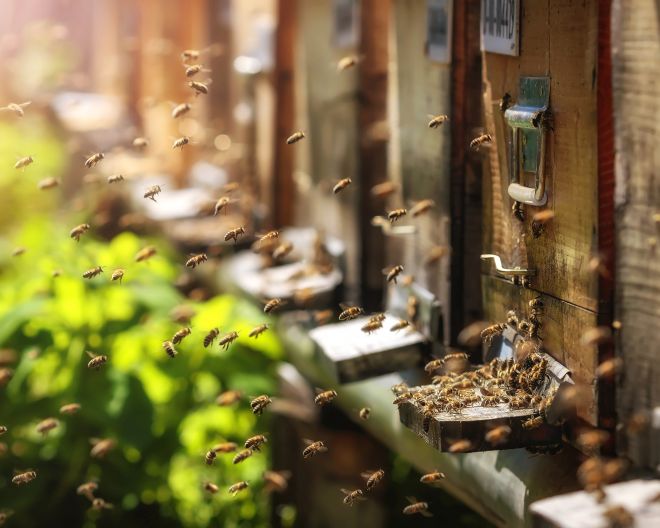 Bienenstock mit anfliegenden Bienen