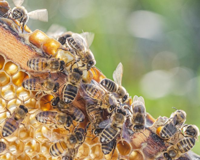 Bienen auf Wabe