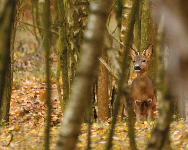 Reh im Wald zwischen Bäumen