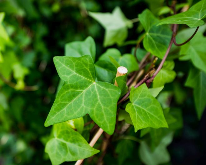 Efeu, Natur, Garten