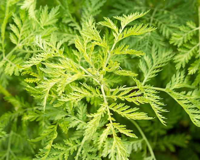 Artemisia annua ACHTUNG keine andere Art!