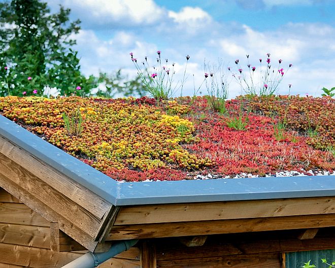 Dachbegrünung Dach Nachhaltigkeit