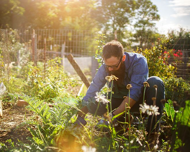 Gärtnern Garten Gemüsegarten Pflanzen Erde