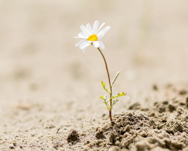 Resilienz, Pflanze, Gänseblümchen