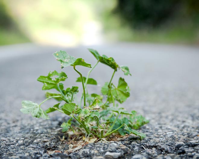 Resilienz, Pflanze, Ausbruch, ausbrechen