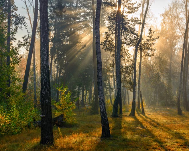 Waldbaden, Natur, Licht, Sonne, Stimmung