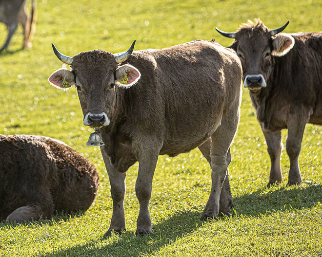 Rindertag Käsemarkt Wolfegg