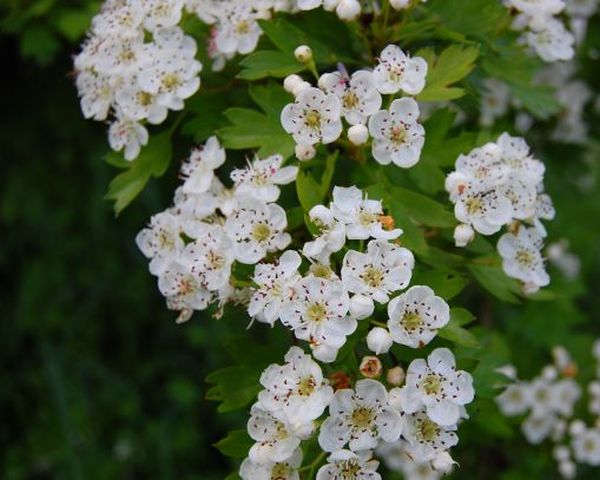 Weissdorn-Blüte, Kräuter