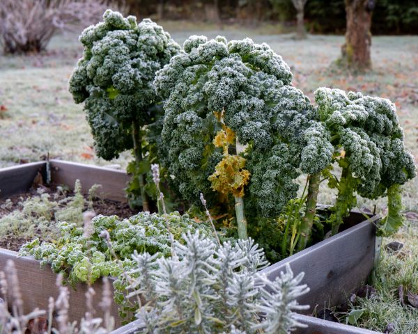 Garten Winter Gemüse